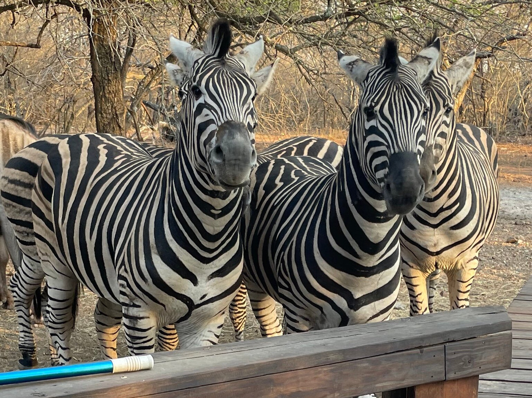 Khaya Umdani Guest Houses主图