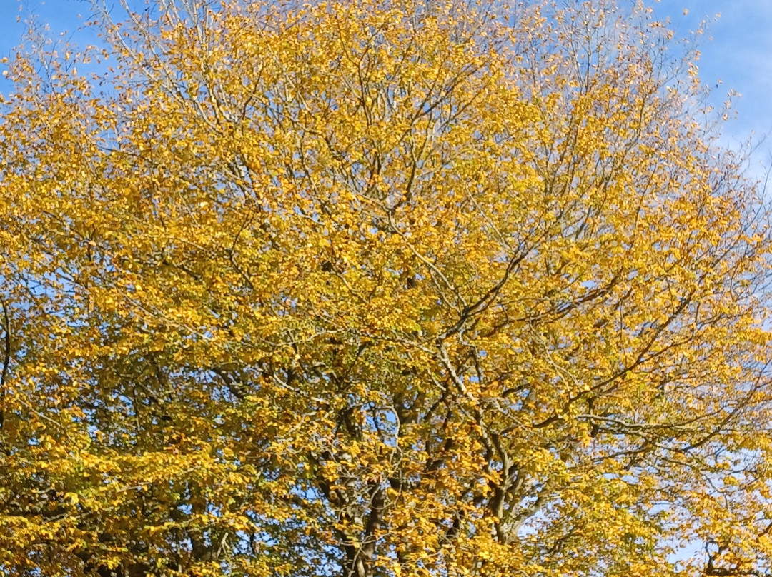 Epping Forest景点图片