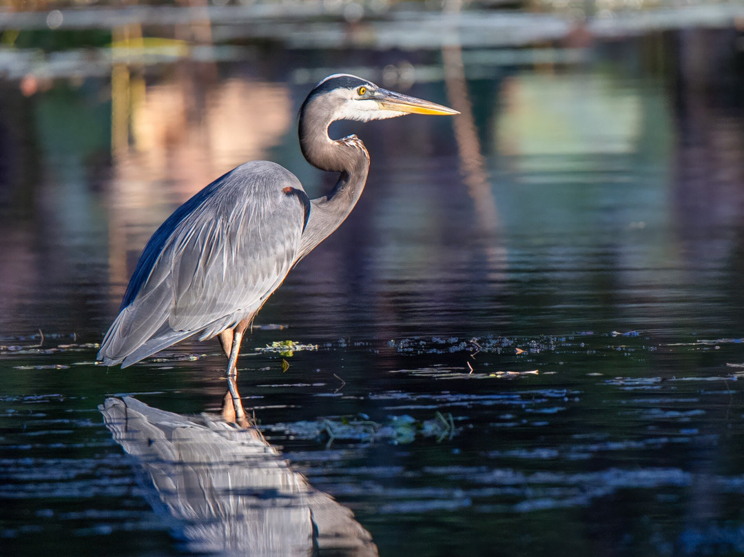 Caddo Lake Bayou Tours-Uncertain必去景点