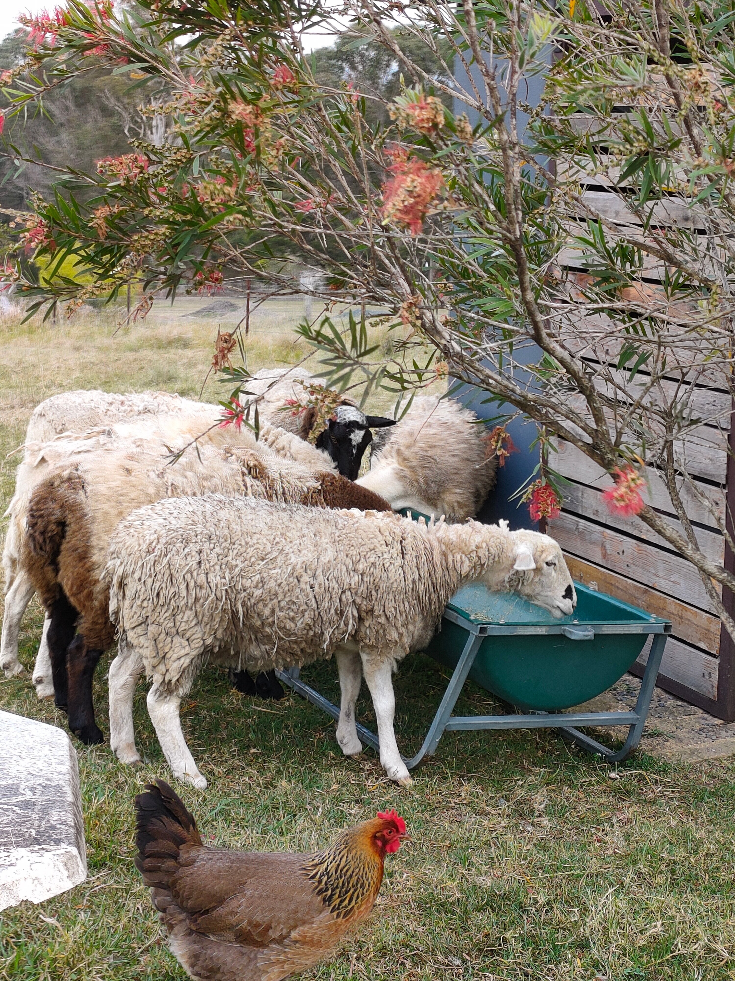 Bryn Glas Farm Stay-官方