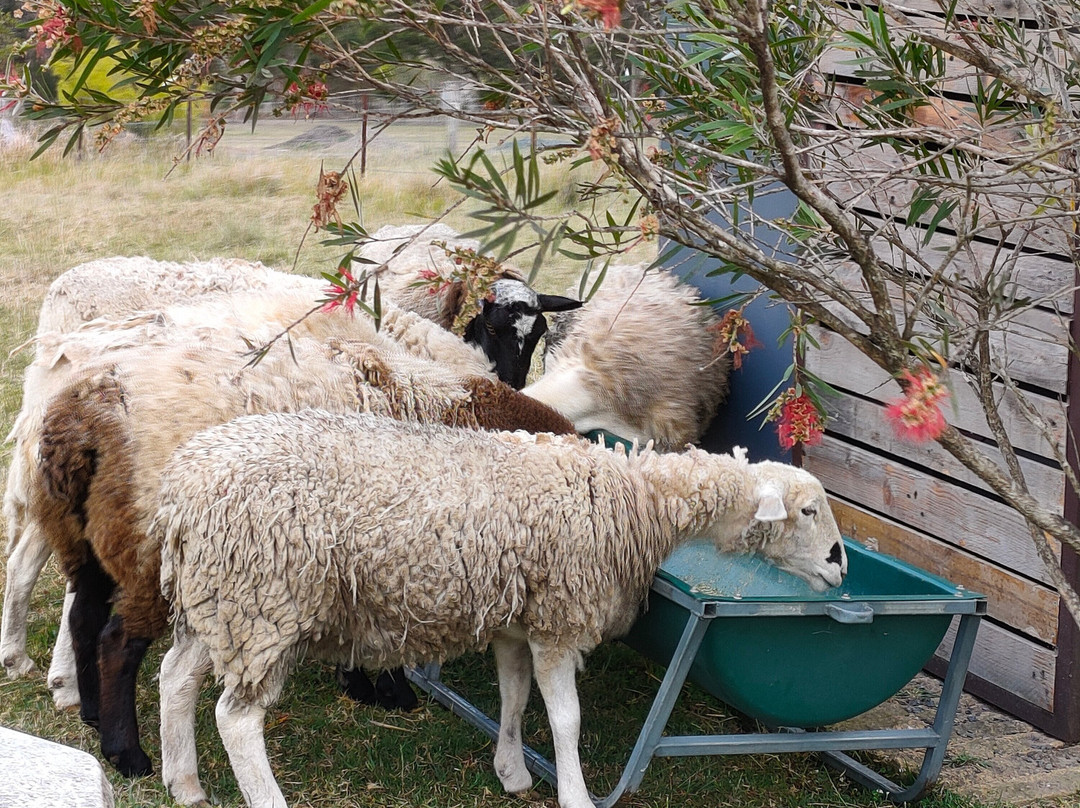 Bryn Glas Farm Stay主图