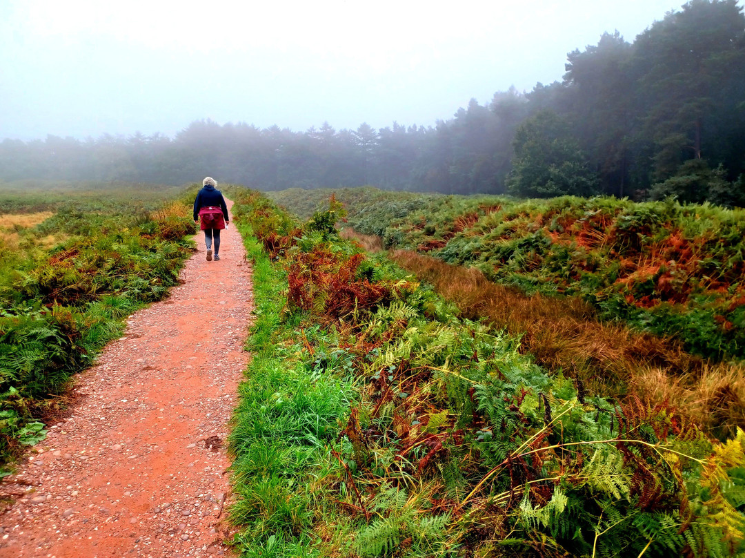 Cannock Chase Forest景点图片