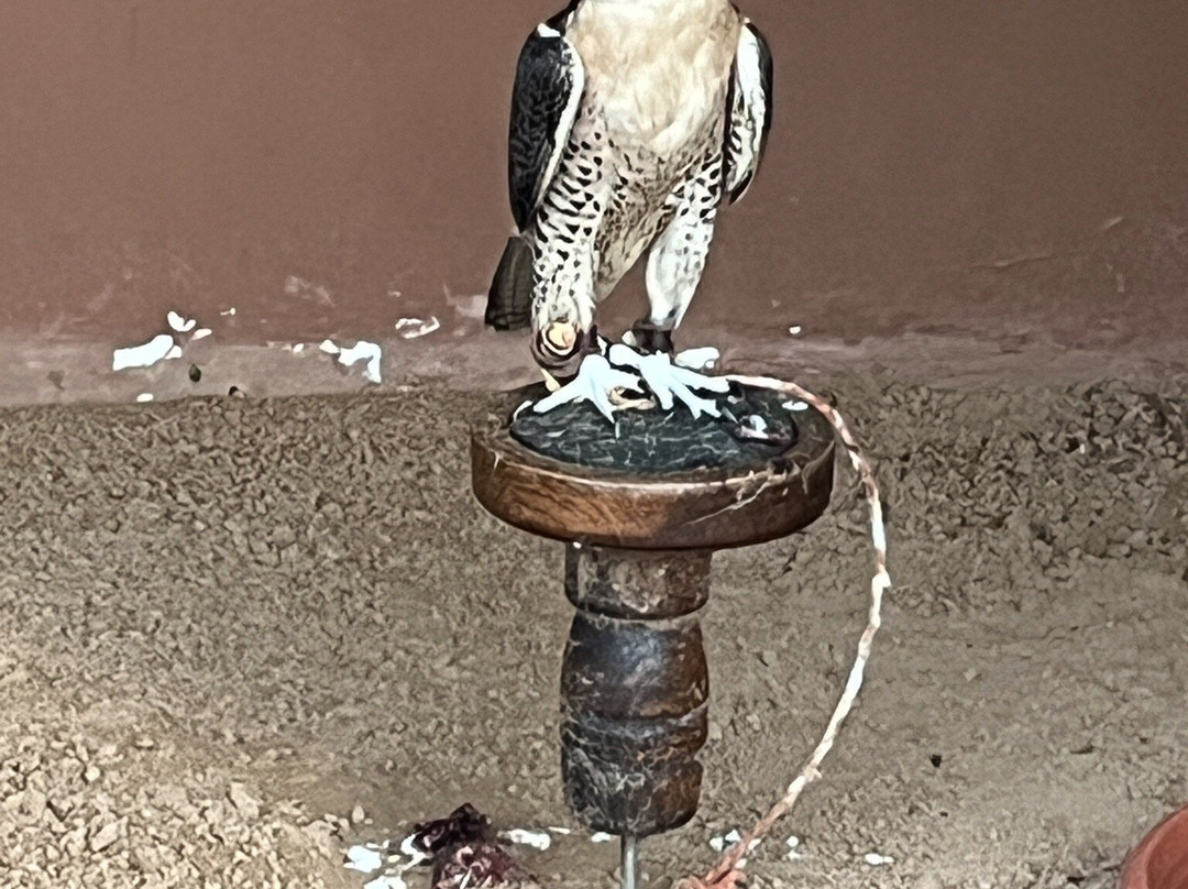 Kalba Bird of Prey Centre-富查伊拉必去景点