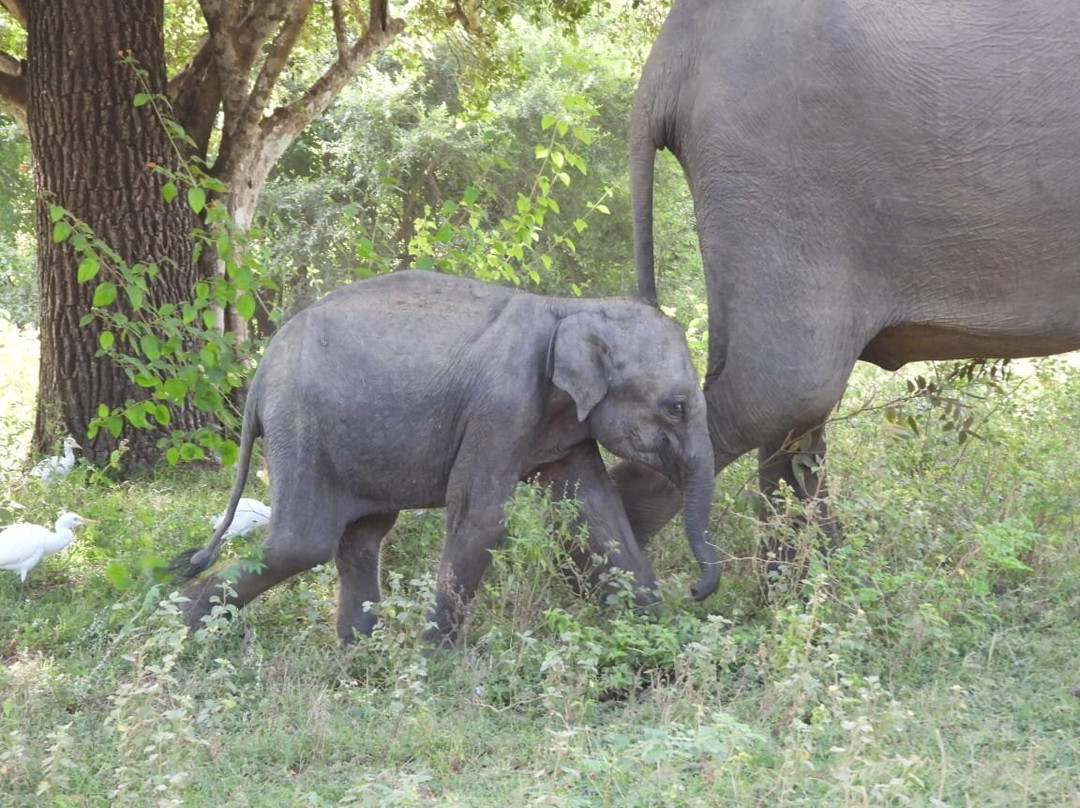 Deesha Safari Tours-蒂瑟默哈拉默必去景点