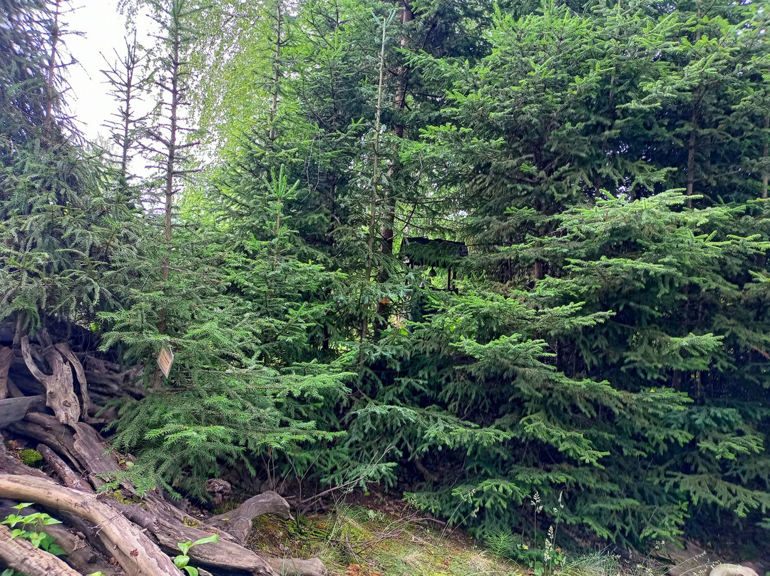 Central Siberian Botanical Garden景点图片
