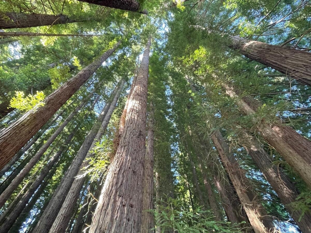 Redwood Forest-华伯登必去景点