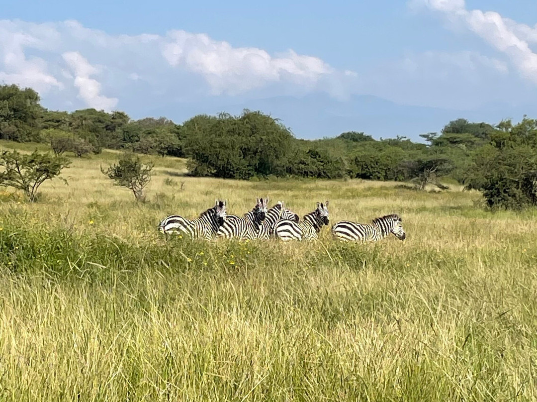 Nechisar National Park景点图片