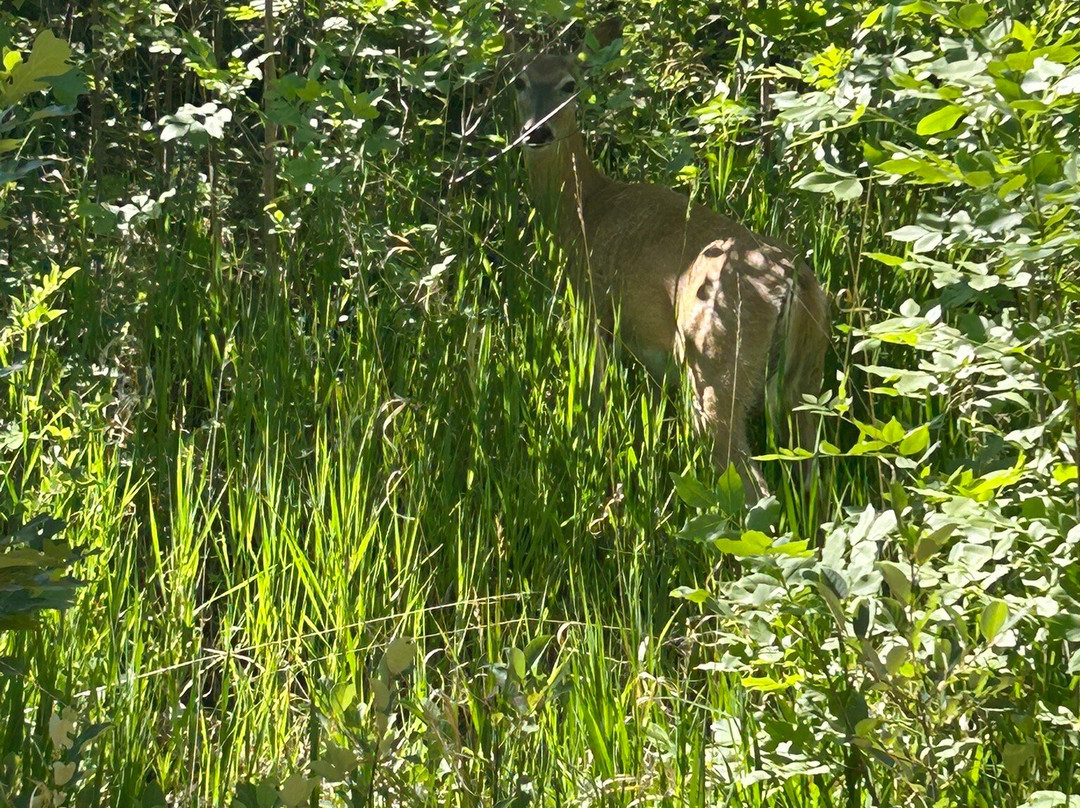 Adventure Rentals-卡斯特必去景点
