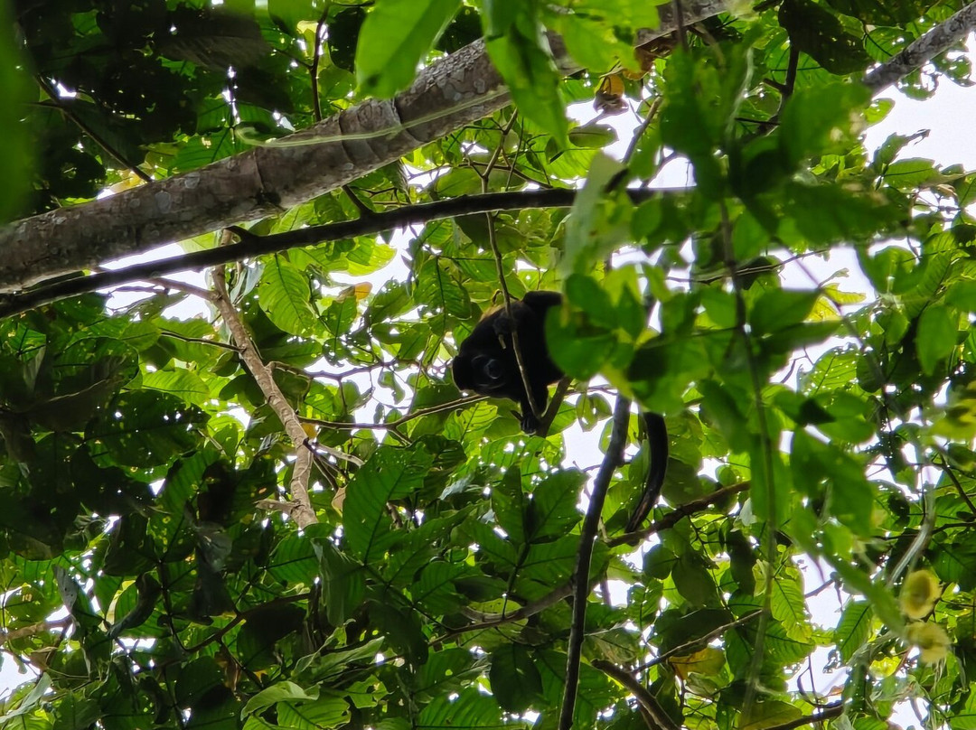Sloths Paradise Rainforest景点图片
