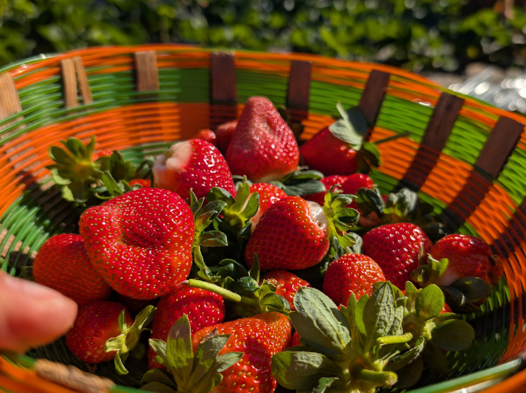 Laxmi Strawberry Farm景点图片