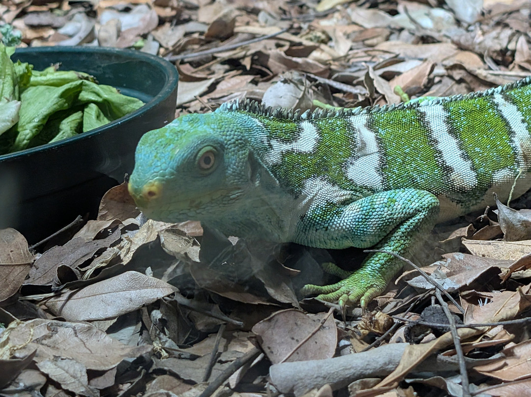 Snakes Downunder Reptile Park景点图片