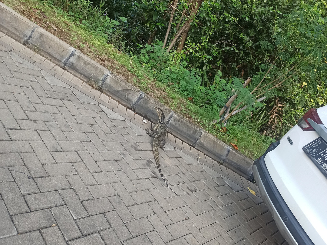 Mangrove Forest-雅加达必去景点