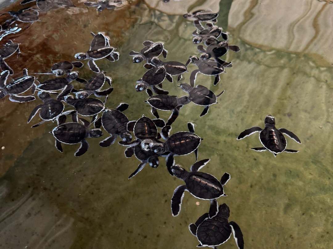 黑卡杜瓦海龟孵化场-希克杜沃必去景点