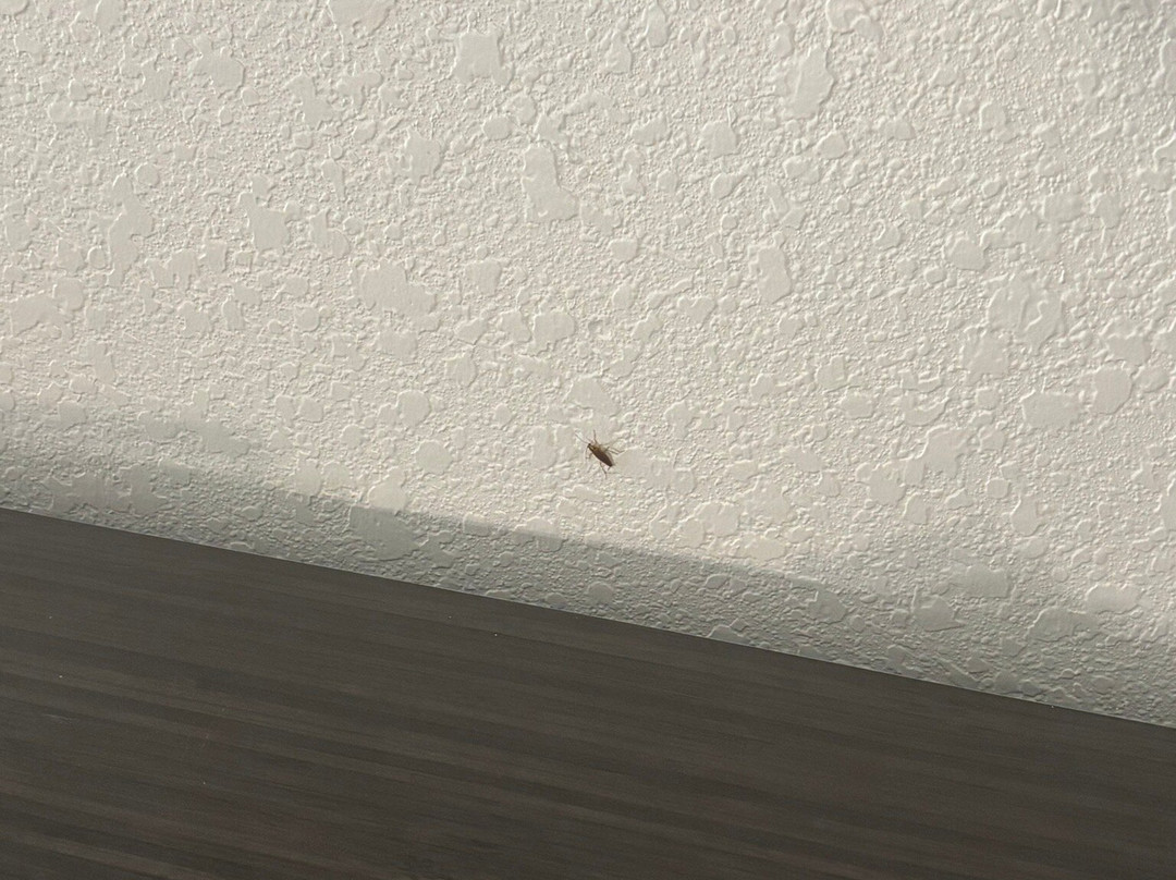 La Quinta Inn & Suites by Wyndham Kingwood Houston IAH Airpt主图