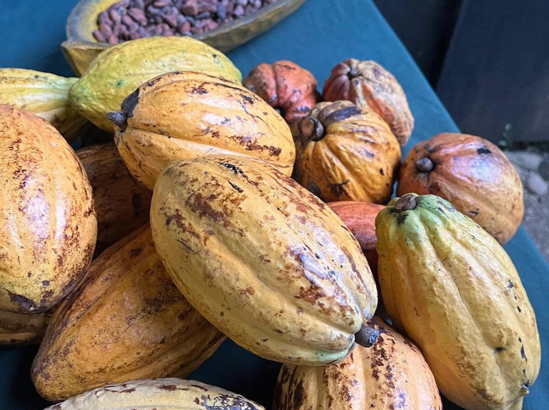 Cacao Trails Culture Tour景点图片