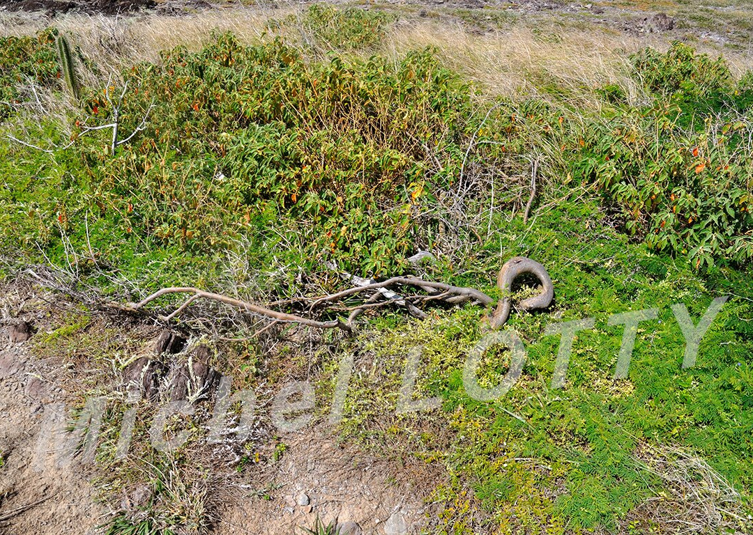 Domaine Du Grand Macabou-Le Marin必去景点