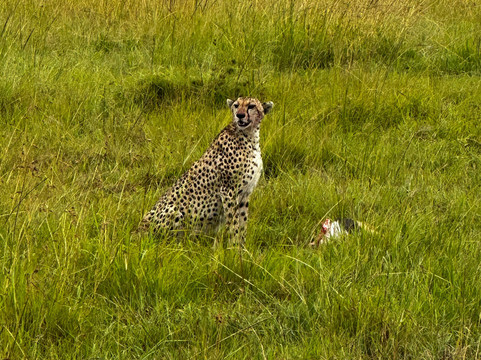 Crowned Eagle Safaris Limited-内罗毕必去景点