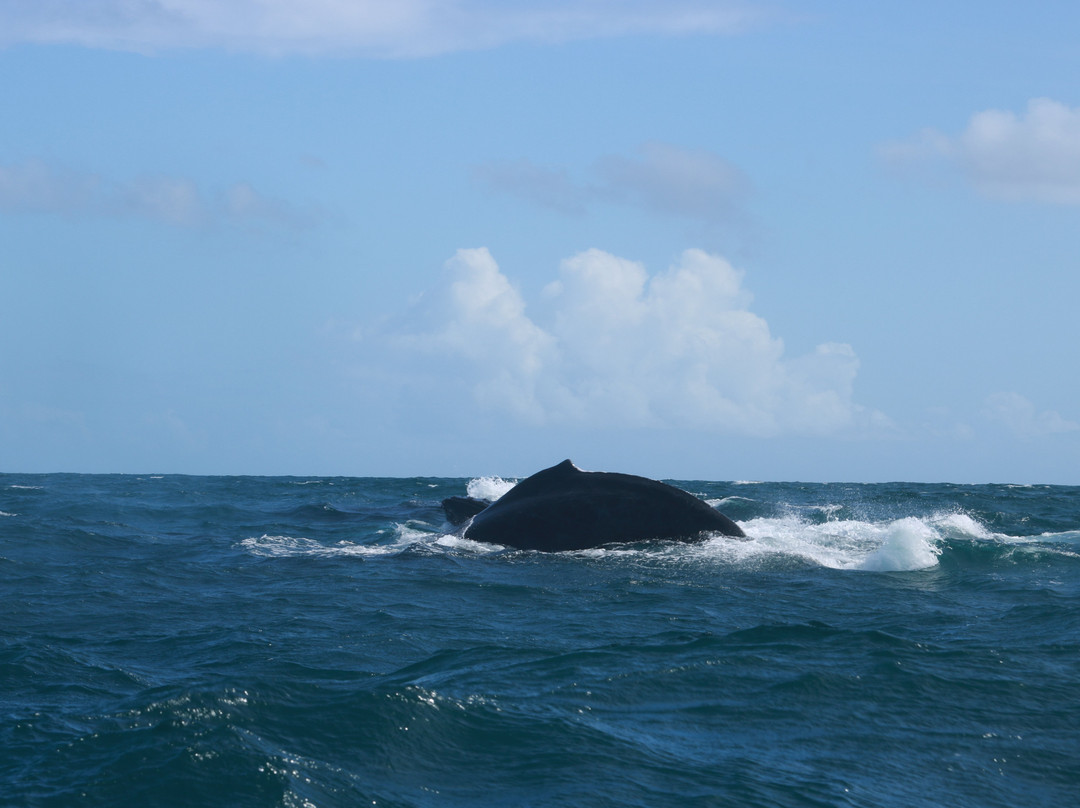 Samana Bay-萨马纳半岛必去景点