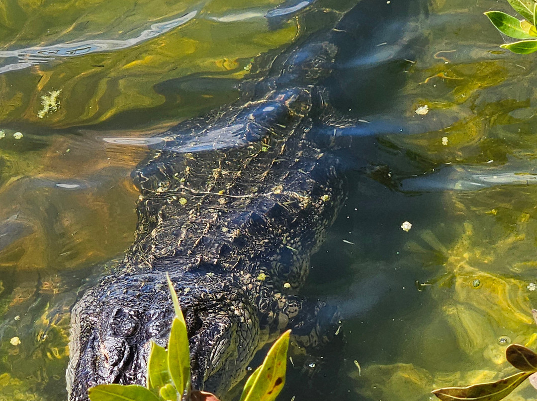 Blue Hole Observation Platform