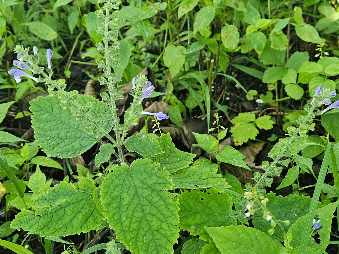 Adam Birding Conservancy-Whitewater必去景点