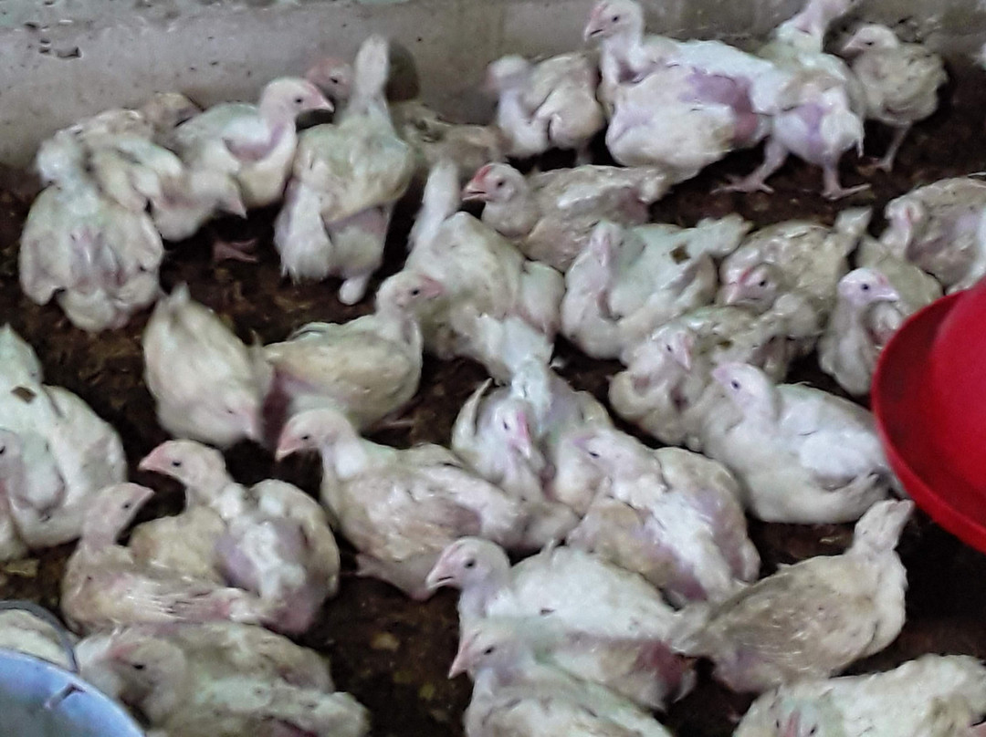 PEG Farm and Nature Reserve-Easy Hall必去景点