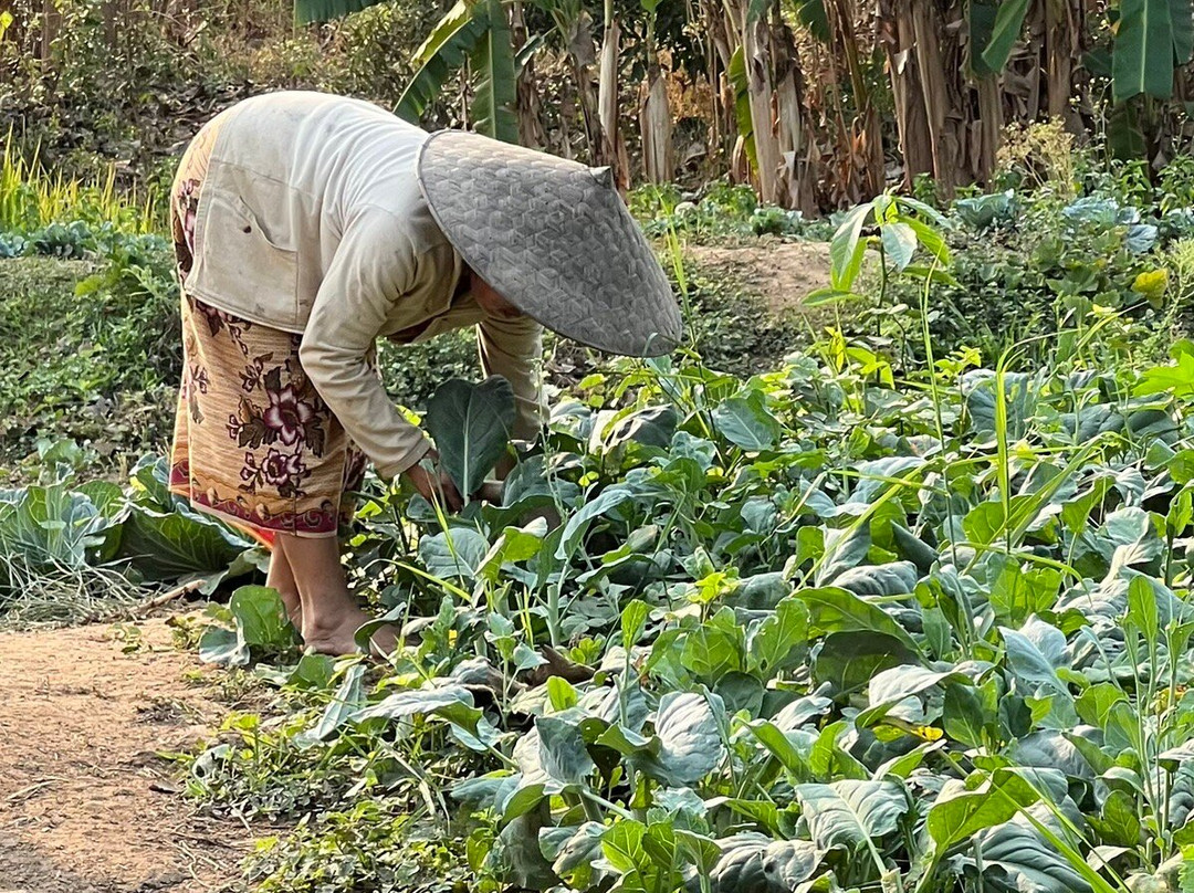 Luang Prabang Homestay主图