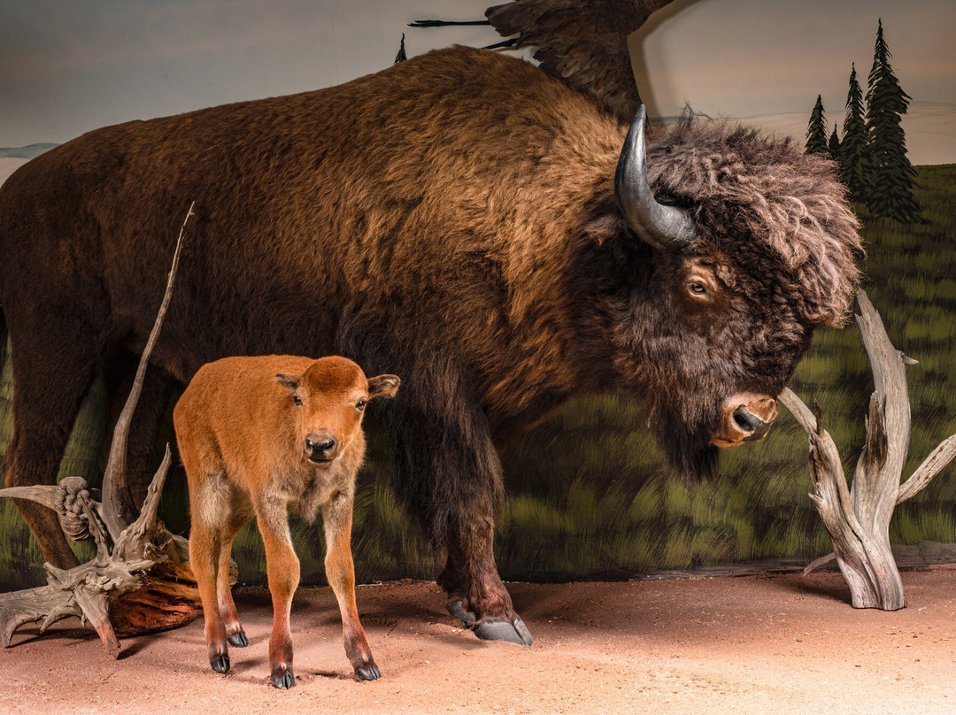 Bryce Wildlife Adventure-布莱斯必去景点
