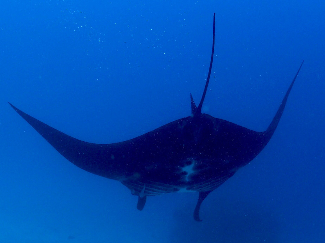 Manta Sandy-四王岛必去景点
