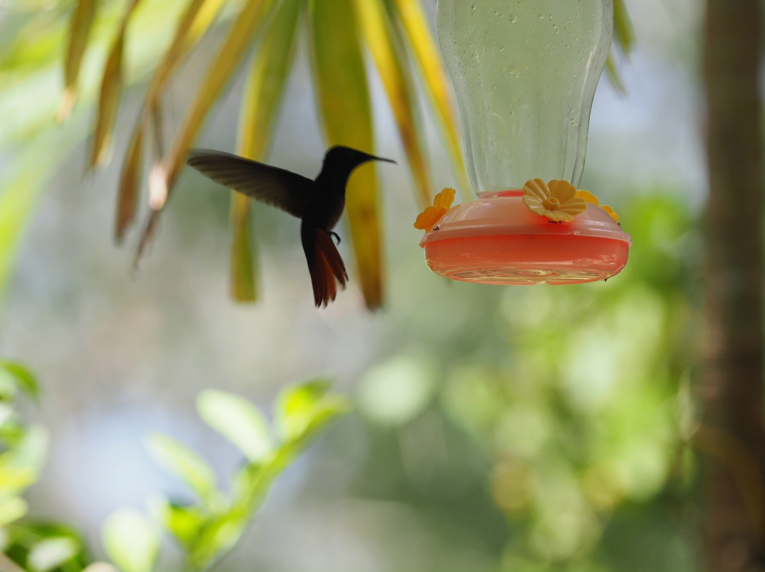 Adventure Farm and Nature Reserve-多巴哥必去景点