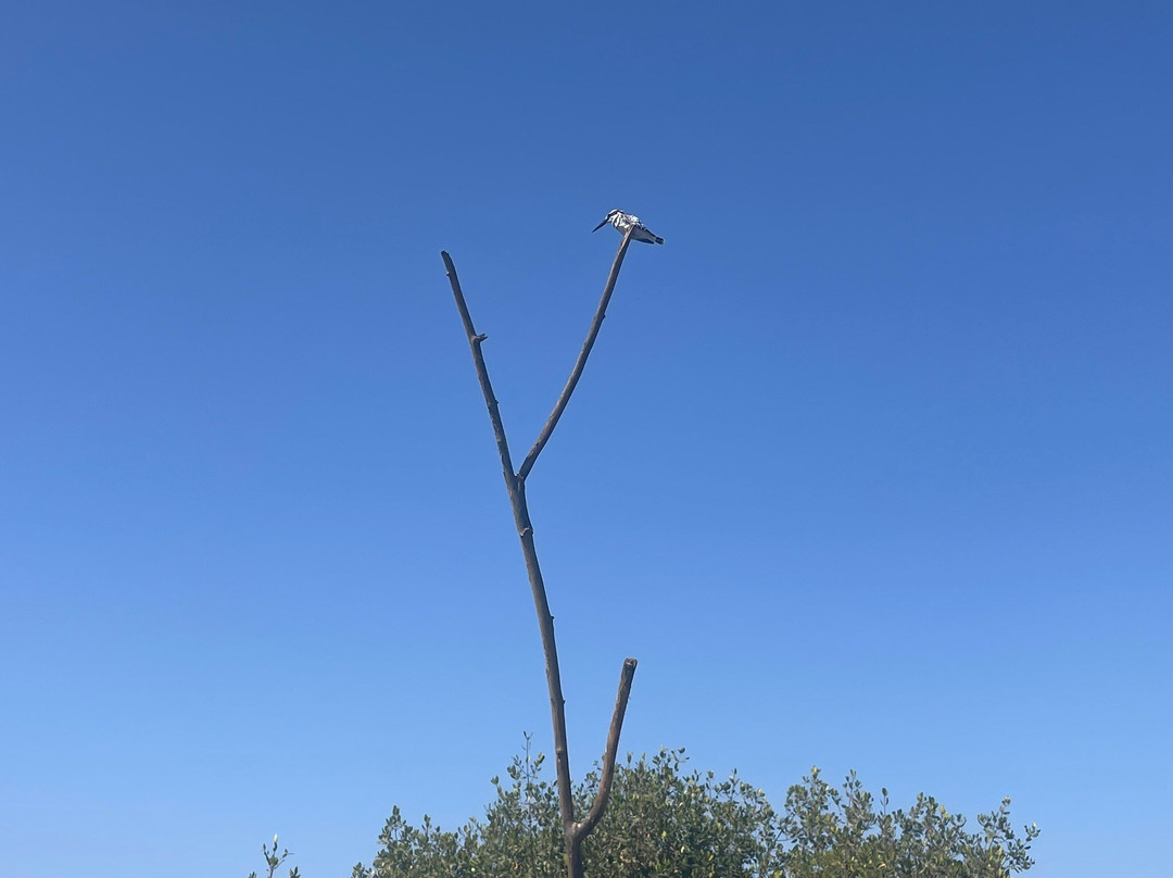 Kotu Bridge (Bird watching)景点图片