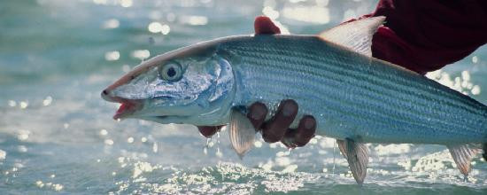 Rickmon Bonefish Lodge主图