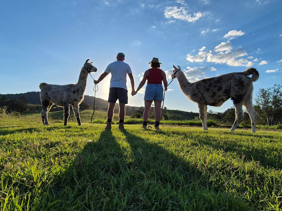 The Llama Farm景点图片