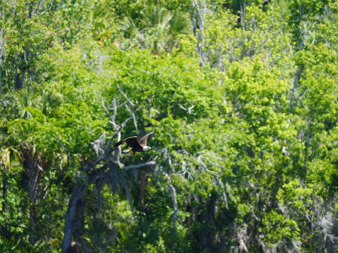 Airboat And Gator Charters景点图片