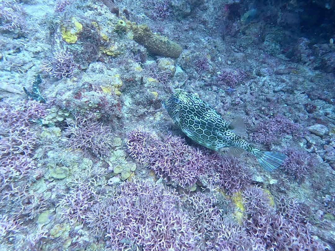 Scuba West Indies - Grenada景点图片