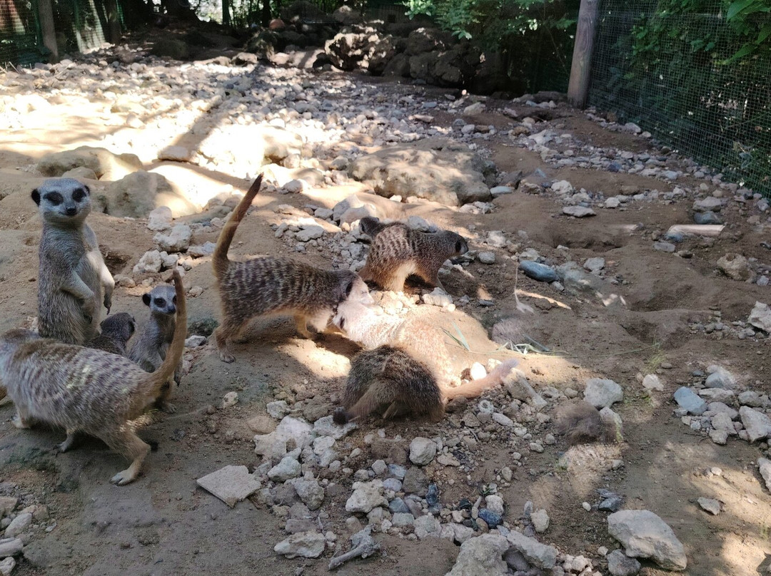 Parco Gallorose景点图片