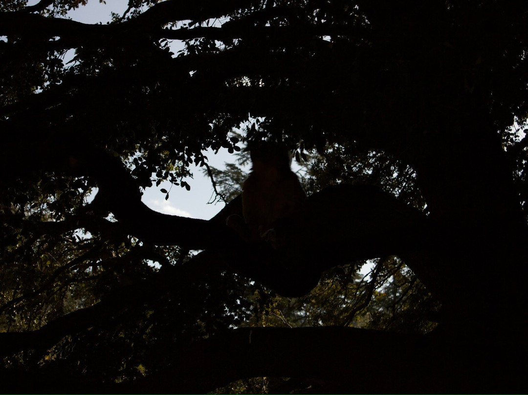 Azrou Cedar Forest-Azrou必去景点