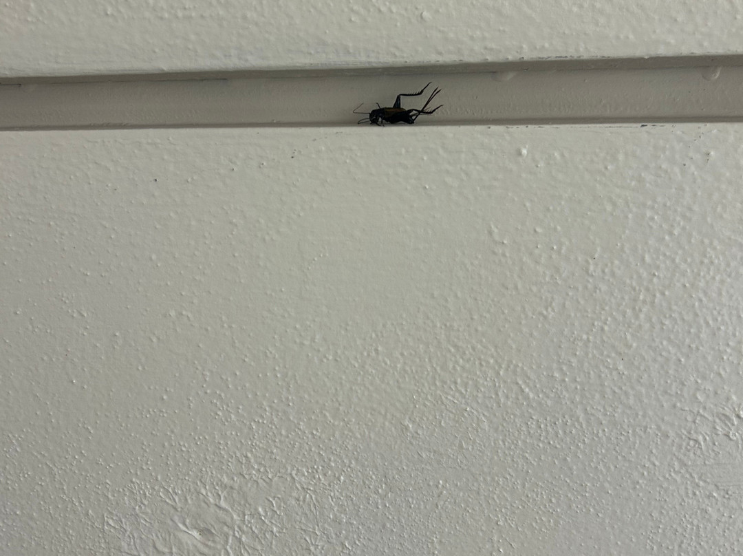 Hampton Inn & Suites Downers Grove Chicago主图