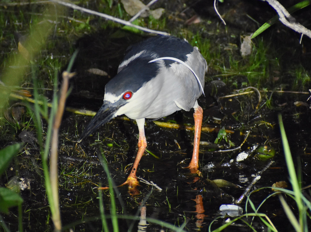 Gonature Conservation-迈阿密必去景点