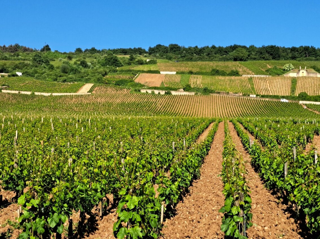 Domaine Armelle et Bernard Rion-Vosne-Romanee必去景点