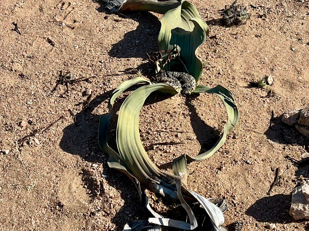 Welwitschia Plains-斯瓦科普蒙德必去景点