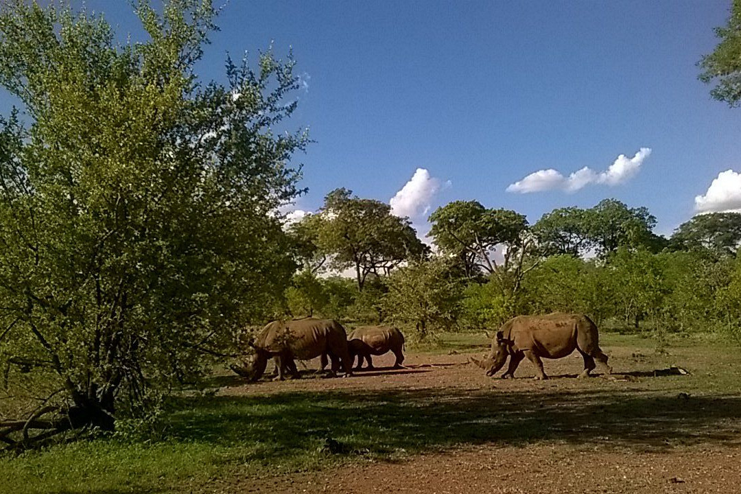 Afrizim Rhino Walk - Mosi Oa Tunya Park-李文斯顿必去景点