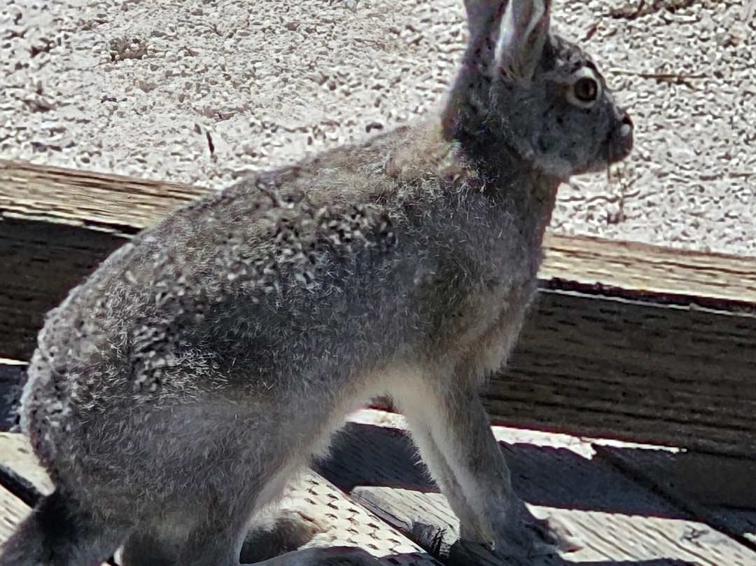 Ash Meadows National Wildlife Refuge-Amargosa Valley必去景点
