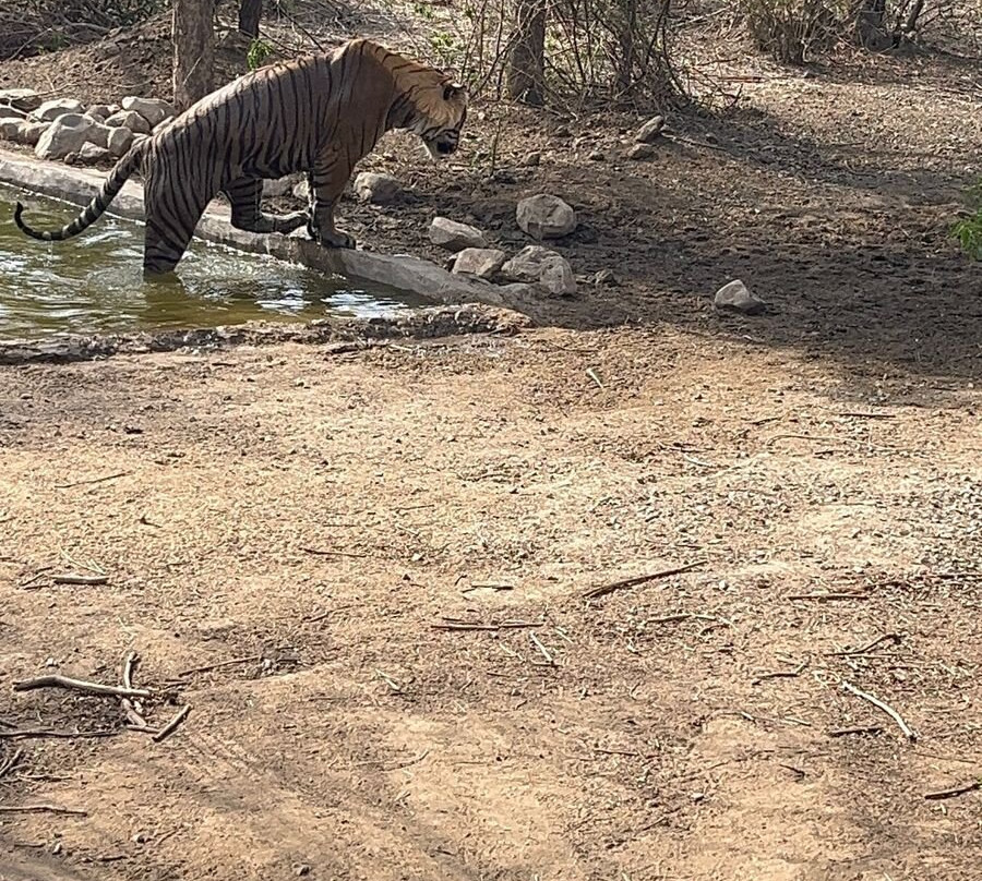 Jungle Safari Tours-Sariska必去景点