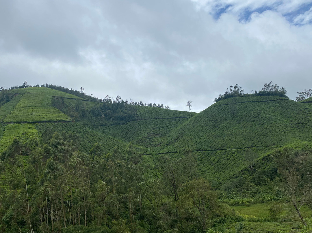 Munnar Hiking Trails景点图片