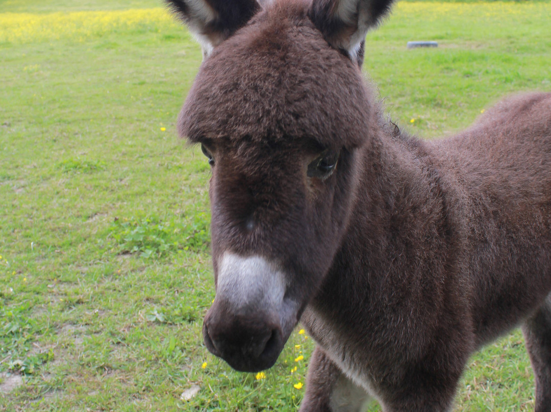 L'Asinérie de la Vioune-Hyds必去景点