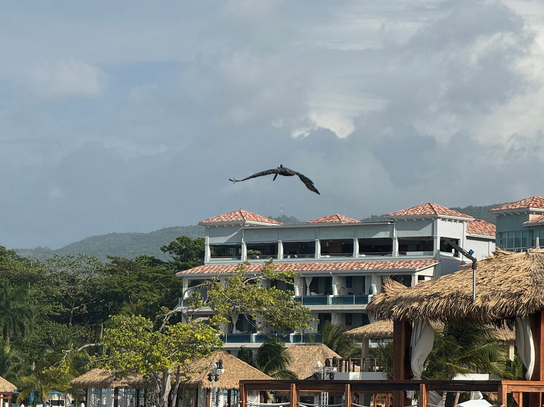 ScubaCaribe - Ocho Rios-奥乔里奥斯必去景点