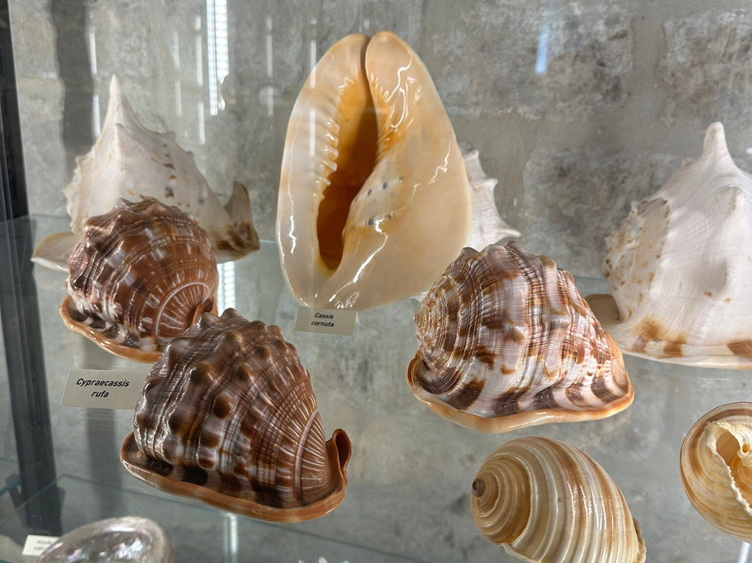Shells Museum Malakoloski Muzej-玛卡沙必去景点