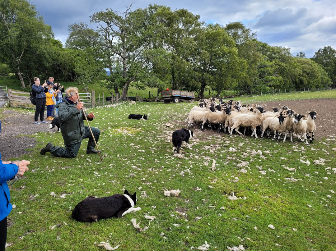 Working Sheepdogs-Kincraig必去景点