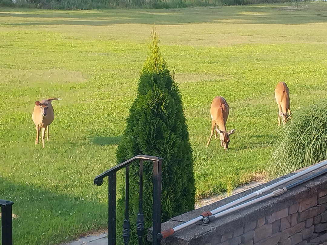 Bay Tree Manor主图