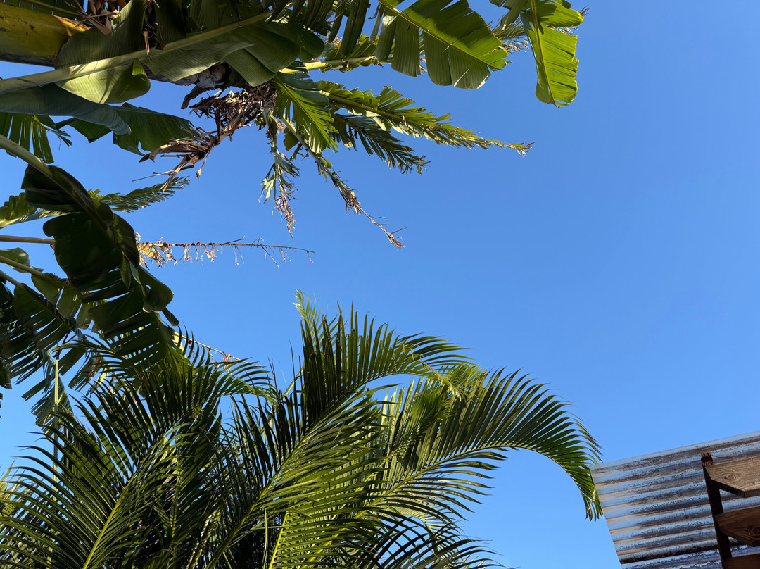 Hanapepe Friday Night Festival & Art Walk-哈纳佩佩必去景点